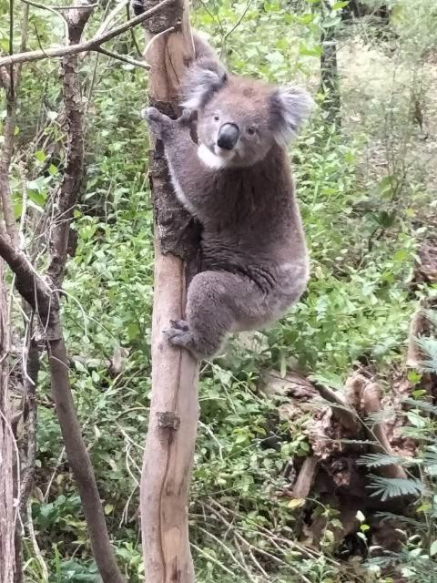 Mallacoota'S Shady Gully Caravan Park Zewnętrze zdjęcie
