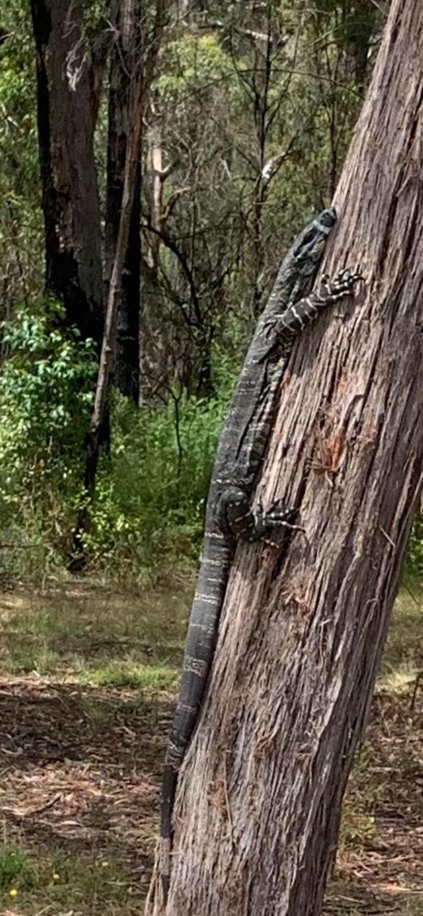 Mallacoota'S Shady Gully Caravan Park Zewnętrze zdjęcie