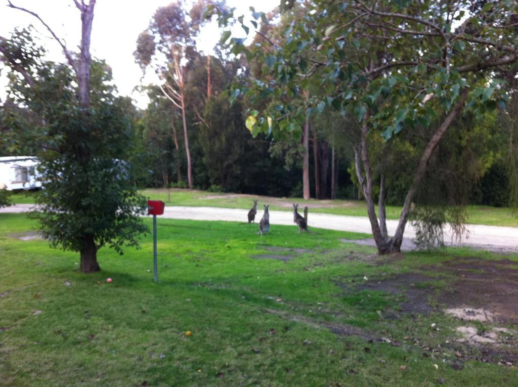 Mallacoota'S Shady Gully Caravan Park Zewnętrze zdjęcie