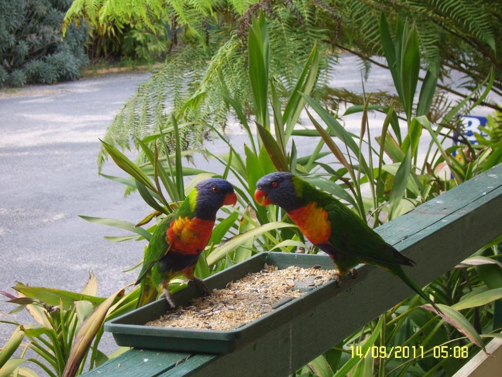 Mallacoota'S Shady Gully Caravan Park Zewnętrze zdjęcie